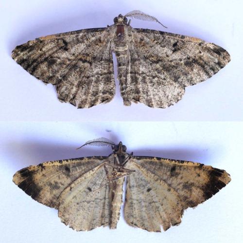 Réf. 310 890 : Peribatodes rhomboidaria
